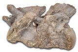 Associated Fossil Mosasaur (Clidastes?) Vertebrae - Kansas #382046-1